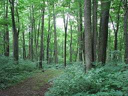 A path through a green forest with many shrubs