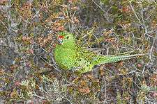 A green parrot with black-edged feathers and wing-tips, and a light green underside