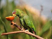 A green parrot with a red face, a white-and-blue forehead, and grey eye-spots