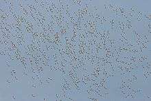 A blue sky with many tiny silhouettes of distant flying birds