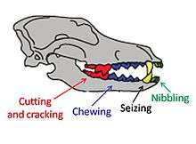 Nibbling by the incisors at the front of the mouth, next the canines for seizing, next the premolars for chewing, next the carnassials and molars for cutting and cracking