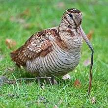 Long-billed bird sitting on grass with earthworm in its bill