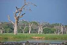 A water stream and dead trees in a wetland