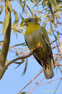 Pohara-Malkhed Reserve Forest, Amravati is located in Central India.